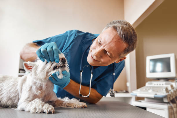 Best Same-Day Emergency Appointments in Harbison Nyon, CA